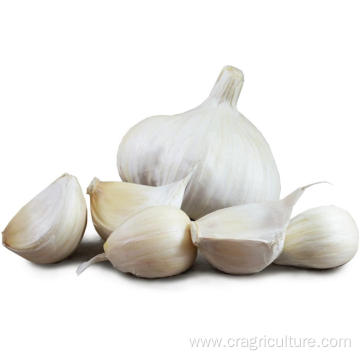 Sell Fresh Vegetable Garlic Bulk Price